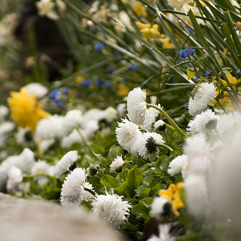 Flower Bed Weed Control