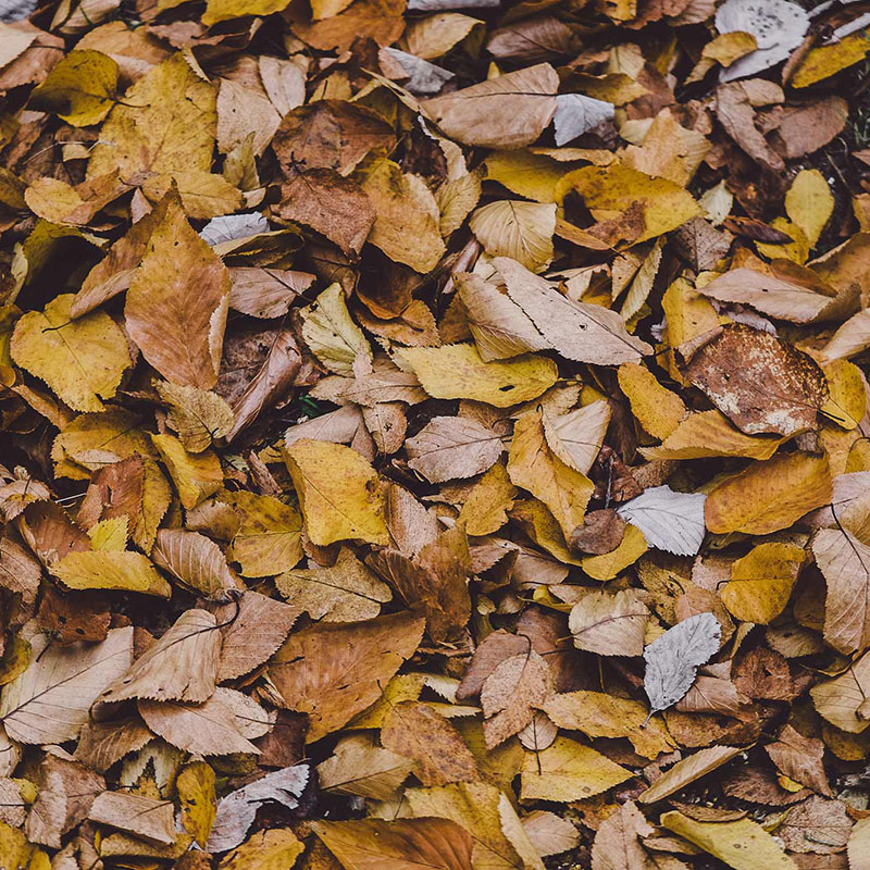 Leaf Clean-up in Denton County